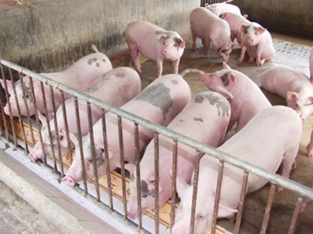 Giải cứu thịt lợn: Bộ trưởng kêu gọi văn hóa và trách nhiệm DN