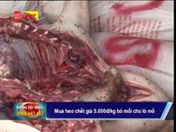 Thu mua lợn chết giá 5.000 đồng/kg bỏ mối cho lò mổ