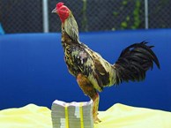 Xôn xao con gà chọi 600 triệu: Dân chơi Việt phát thèm