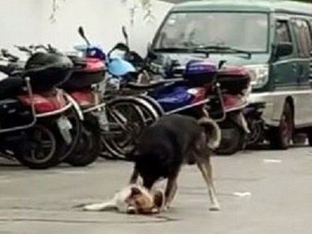Video: Chú chó lay bạn vừa chết sau tai nạn khiến dân mạng không cầm nổi nước mắt
