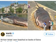 Cá voi khổng lồ 'phơi nắng' giữa lòng Paris khiến người dân và du khách vô cùng kinh ngạc