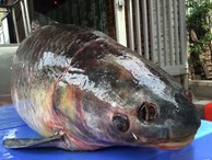  Cá trắm đen kỷ lục nặng 55kg 'bơi' từ Thác Bà về Hà Nội