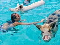 Tắm biển cùng với... lợn - Chuyện kì lạ thu hút nghìn du khách ở Bahamas 