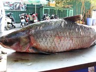Cá trắm khổng lồ 42 kg xuất hiện xôn xao Hà Nội