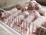 'Đại khủng hoảng' thịt lợn và cuộc giải cứu chưa từng có