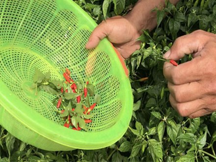 Ngắm 'vườn' ớt đặc sản 400.000 đồng/kg, dân không có đủ để bán