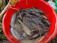 Bắt hàng trăm kg cá sau trận ngập ở Sài Gòn 