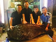 “Thủy quái” nặng hơn 1 tạ được đưa từ vịnh Thái Lan về Hà Nội