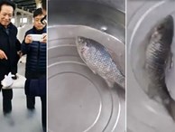 Đoạn video gây sốt: Cá đóng băng trong tủ lạnh -100 độ C hồi sinh, bơi tung tăng sau vài phút ngâm nước