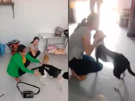 Chú chó bị chặt chân ở Phú Quốc sợ hãi bỏ chạy khi được cho về với chủ cũ