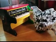 Gà mẹ biểu diễn piano điệu nghệ trước mặt đàn con