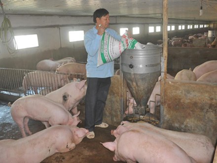 Mất 100.000 tỷ vì khủng hoảng thịt lợn: Gửi 'tâm thư' kêu lên Thủ tướng