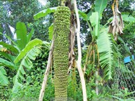 Kỳ lạ cây chuối trổ buồng 'khủng' dài gần 2m, hơn 200 nải