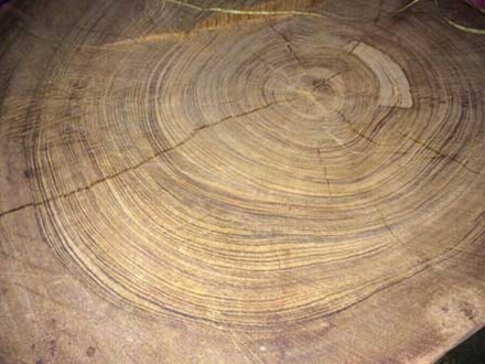 Giá 'trên trời', nhưng gỗ, sản phẩm gỗ từ cây thủy tùng 70% là hàng giả