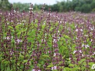 Sự thật cánh đồng bạt ngàn hoa oải hương gây sốt ở Hà Nội