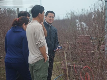 Gần 1 tháng nữa mới Tết, làng đào Nhật Tân đã tấp nập khách đến đặt mua, đặt thuê đào trưng Tết
