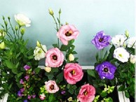 Những loài hoa đẹp trưng bày dịp Tết mang lại may mắn cho gia chủ