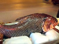 Chi cả trăm triệu, 'rước' cá hô khủng từ Campuchia về Hà Nội ăn Tết