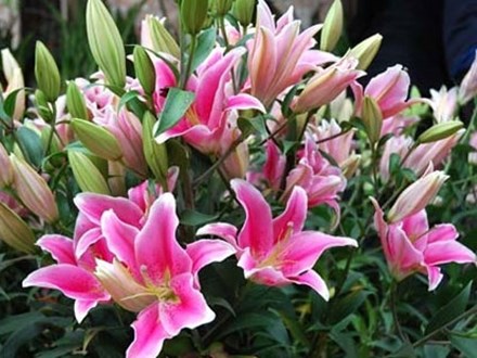 4 loại hoa cực đẹp trưng Tết, nhưng nhà có bà bầu thì đừng dại mua về nếu không chẳng khác nào rước họa