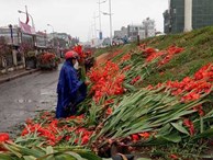 Hà Nội: Hoa tươi rớt giá, chỉ bằng 1/10 so với trước Tết, dân buôn vứt đổ đống tại chợ Quảng An 