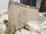 Hàng trăm người dân Hà Nội háo hức 'giải cứu' củ cải trắng cho nông dân Tráng Việt