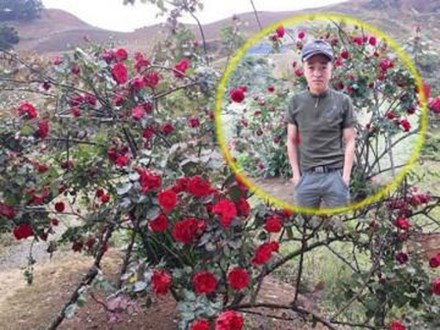 Lời kể đau nhói lòng của chàng trai dân tộc Thái bị trộm cây hồng cổ 20 năm tuổi