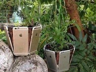 Chứng tỏ độ ăn chơi, con nhà giàu dùng cả tá iPhone làm chậu trồng cây cảnh