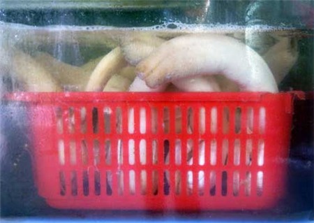 Tu hài Canada trong bể dưỡng của nhà hàng. (Ảnh: Đất Việt)