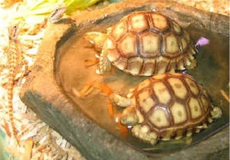 Chi tiền triệu ăn tôm hùm