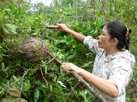Giòn ngon canh trứng kiến nấu lá bún, Ẩm thực, canh trung kien nau bun, canh trung kien nau pun, trung kien, kien, to kien, bun, pun, am thuc, mon ngon de lam, mon ngon