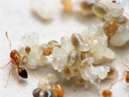 Giòn ngon canh trứng kiến nấu lá bún, Ẩm thực, canh trung kien nau bun, canh trung kien nau pun, trung kien, kien, to kien, bun, pun, am thuc, mon ngon de lam, mon ngon