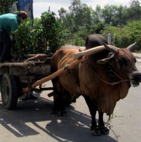 Xe bò chở hoa Tết gây họa trên đường