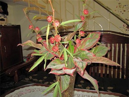 Lạ vị trái giấm nấu canh chua tép, Ẩm thực, trai giam, giam, trai giam nau canh chua tep, canh chua tep nau giam, tep bac, tep dat, tep, am thuc, mon ngon de lam, mon ngon