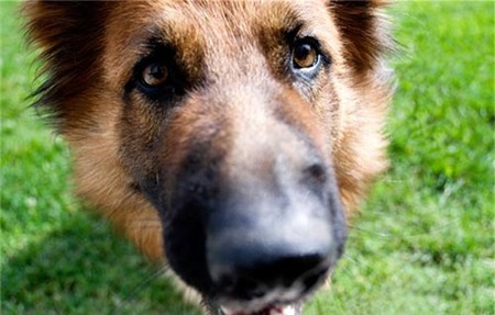 Chú chó cứu chủ tự tử bằng súng, Phi thường - kỳ quặc, cho cuu chu, chu cho cuu chu, tu tu bang sung, chuyen la, chuyen la the gioi