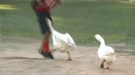 Đôi ngỗng kỳ lạ chuyên mổ