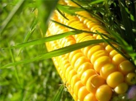 Nhiều giống ngô biến đổi gen đang được trồng khảo nghiệm ở Việt Nam