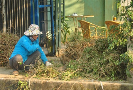Sau khi thu mua cà gai, các thương lái thuê người chặt cây ra từng đoạn nhỏ, với chiều dài khoảng 20cm rồi phơi khô.