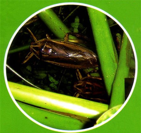 Cà cuống chết đít còn cay, Ẩm thực, ca cuong, tinh dau ca cuong, bong tinh dau, tinh dau, nuoc mam, am thuc, mon ngon moi ngay, mon ngon de lam, mon ngon, nau an