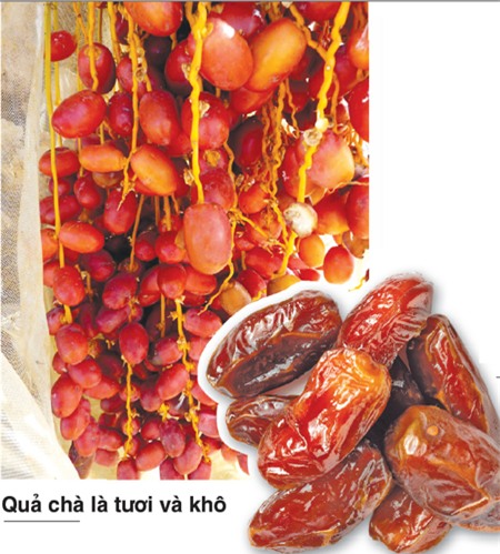 Ăn quả chà là để khỏe và đẹp 1