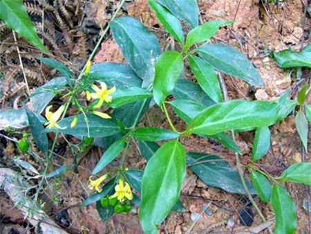 Cây lá ngón - loại cây tử thần ở các huyện miền núi Nghệ An