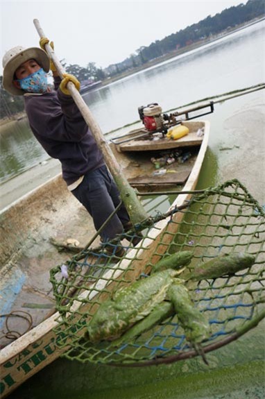Vớt cá chết trên Hồ Xuân Hương (Ảnh: báo Tuổi trẻ)