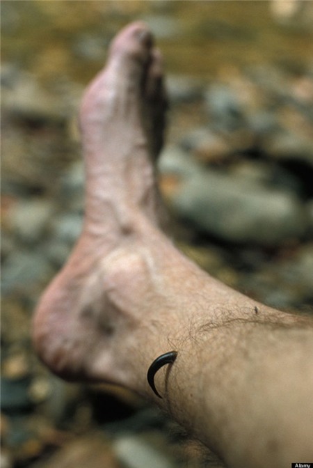 Những nghề nghiệp kỳ lạ ở nước Anh thời xưa 1