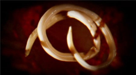 Kinh hoàng những phụ nữ