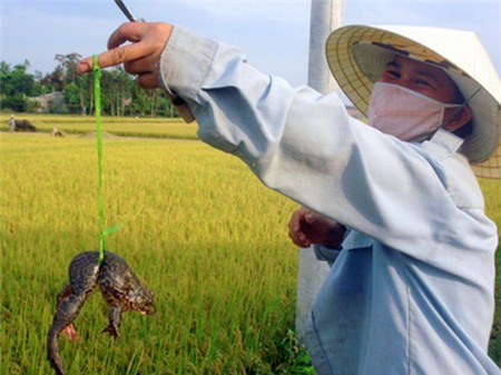 Mùa lúa chín đi bắt ếch