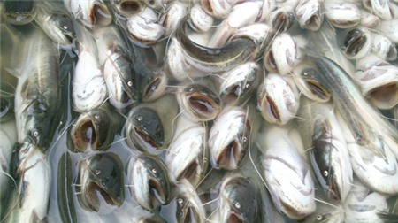 Cá trê giống nhập “chui” từ Trung Quốc