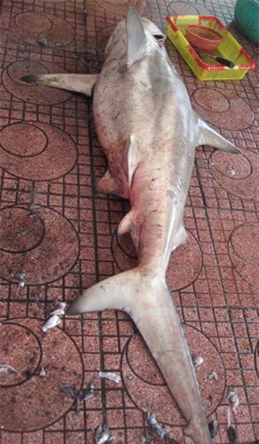 Con cá mập dài hơn 1,8 m, nặng 60 kg,