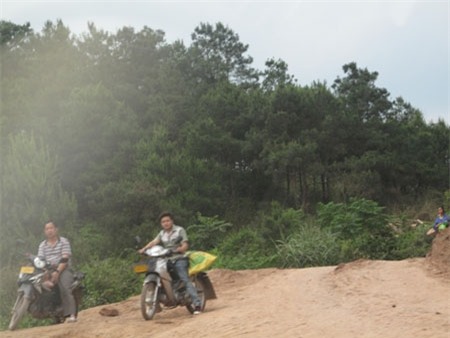 gà lậu, trứng, gia cầm