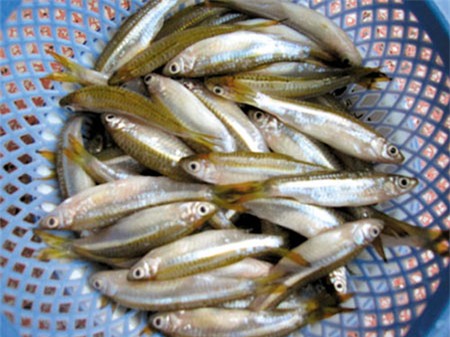 Cá lòng tong - nỗi nhớ đong đầy, Ẩm thực, ca long tong, long long, ca long tong kho, mon ngon moi ngay, nau an, mon ngon, nau an ngon, mon ngon de lam, am thuc viet nam, day nau an, mon an ngon, mon ngon cuoi tuan, mon an hang ngay,day nau an ngon, nau an moi ngay, nau an ngon moi ngay, am thuc viet, am thuc