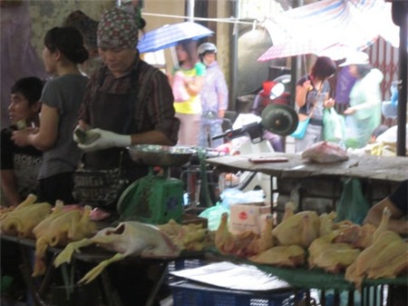 gà, gia cầm, chợ, tiểu thương, ngán ngẩm, lo sợ