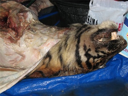 cao hổ cốt, thuốc phiện, xương chó, giá, hoang dã, mua bán, xử lý, quảng cáo, hình sự, trách nhiệm